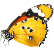 https://akademia.bajarnia.pl/wp-content/uploads/2019/08/butterfly.png